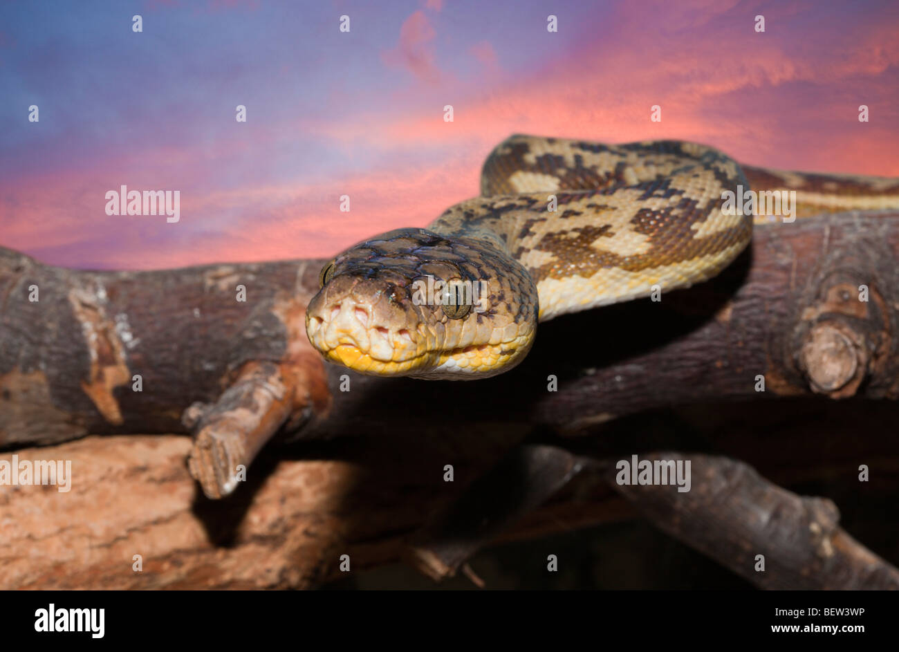 Timor-Python, Python Timoriensis, Timor, kleinen Sunda-Inseln, Indonesien Stockfoto