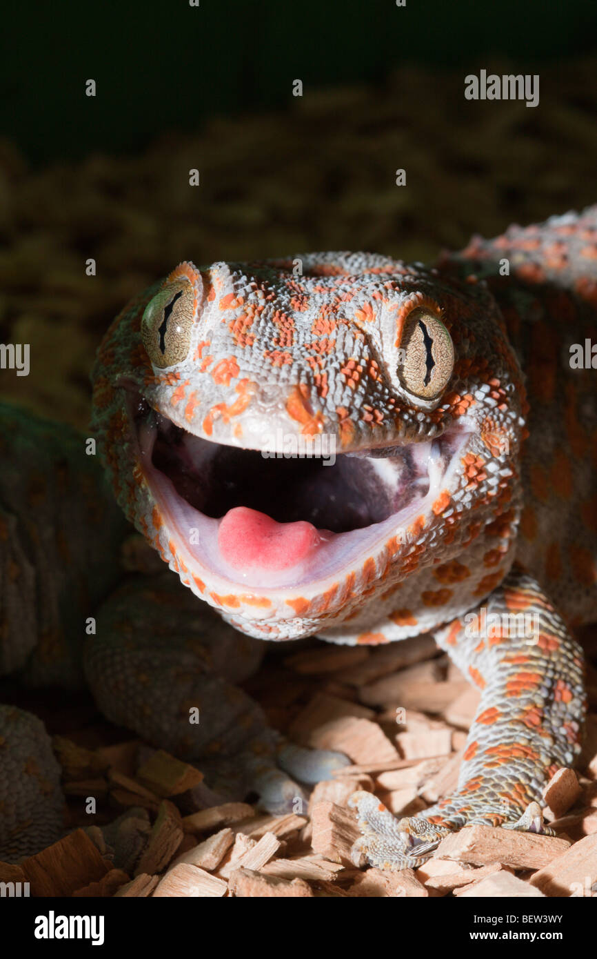 Tokay Gecko, Gekko Gecko, West-Papua, Misool, Indonesien Stockfoto