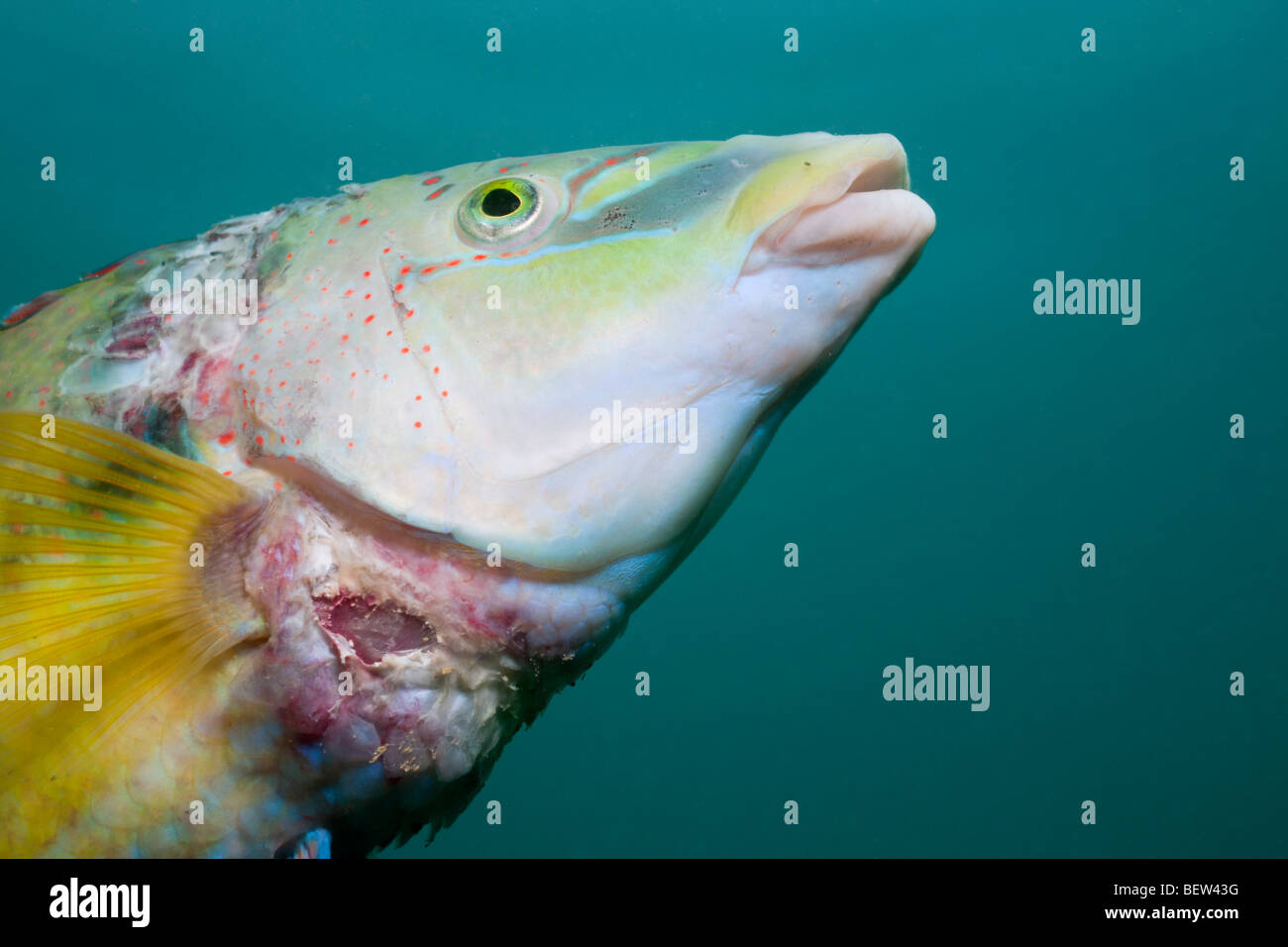 Peacock Wrasse, Symphodus Tinca, Istrien, Adria, Kroatien Stockfoto