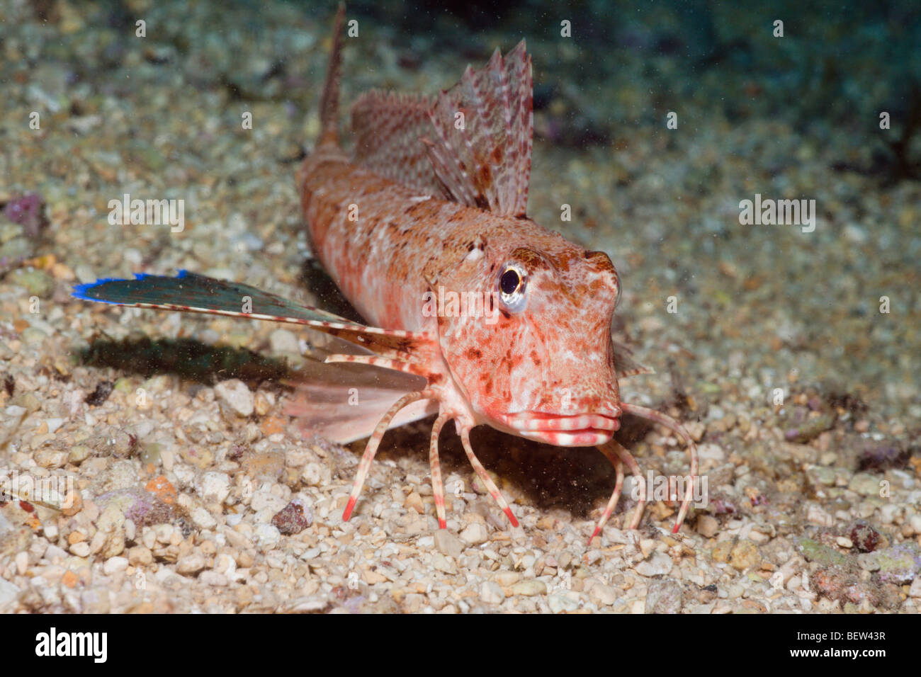 Knurrhahn, gestreift Trigloporus Lastoviza, Istrien, Adria, Kroatien Stockfoto