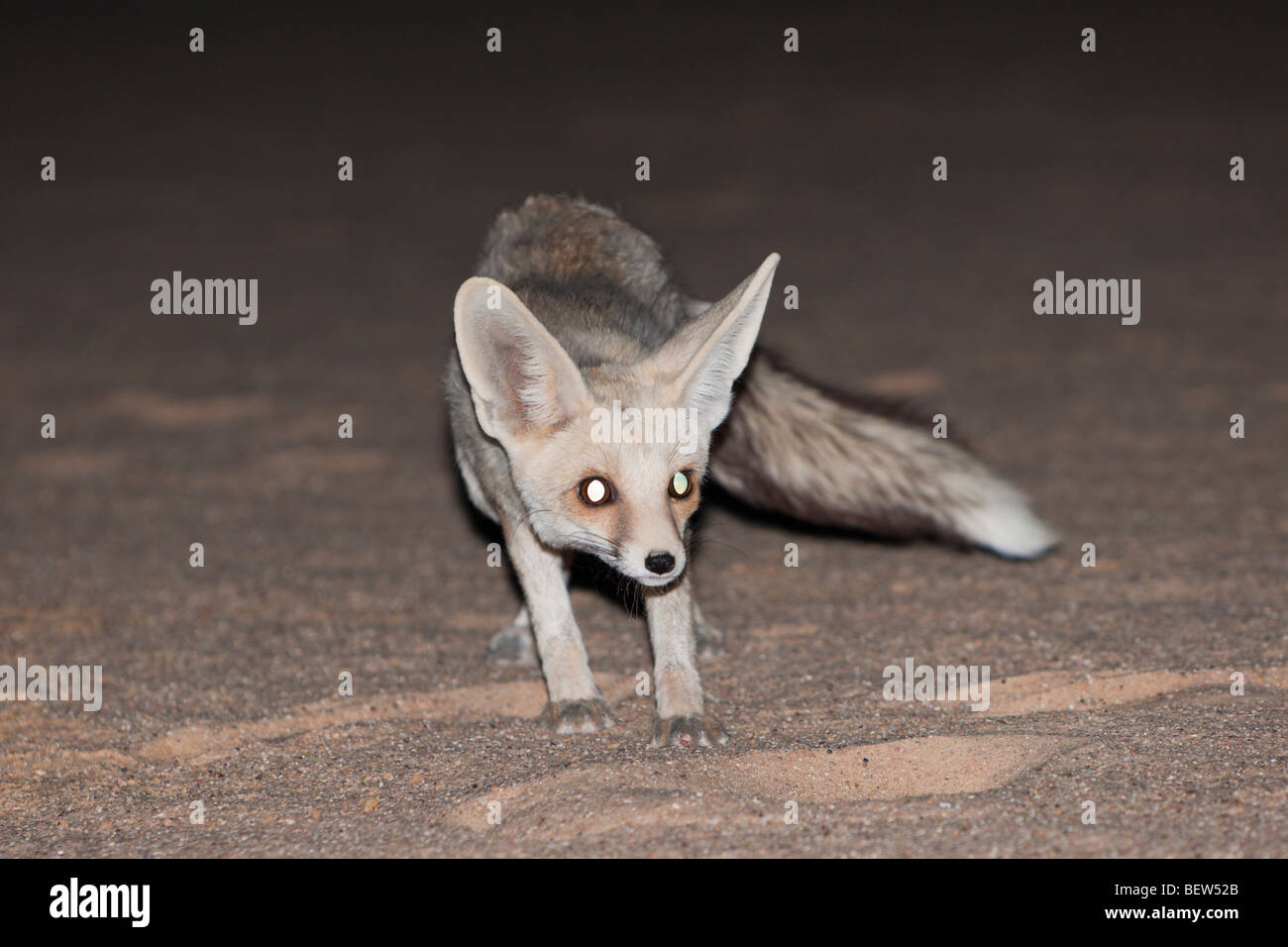 Vulpes Zerda Desert Stockfotos Und Bilder Kaufen Alamy