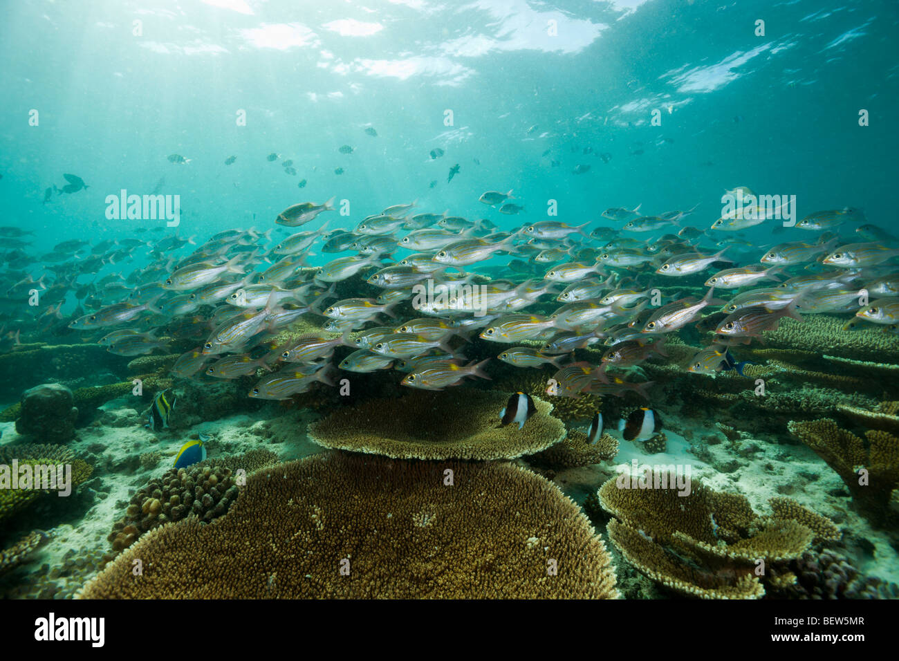 Glowspot Kaiser über Tischkorallen, Gnathodentex Aurolineatus, Ellaidhoo Hausriff, Nord Ari Atoll, Malediven Stockfoto