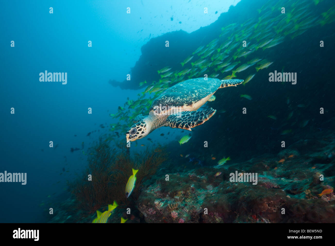 Hawksbill Turtle, Eretmochelys Imbricata, Fishhead, Nord Ari Atoll, Malediven Stockfoto