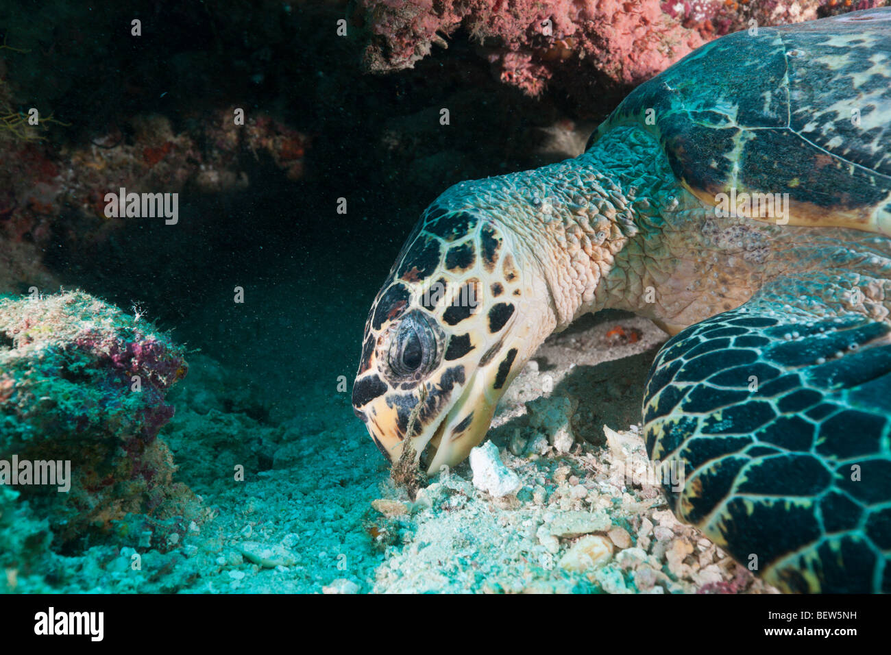 Essen Hawksbill Turtle, Eretmochelys Imbricata, Fishhead, Nord Ari Atoll, Malediven Stockfoto