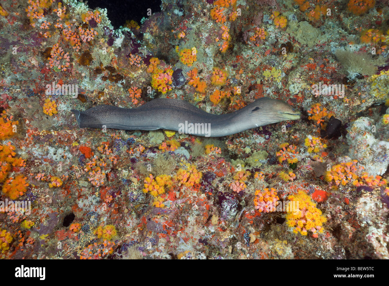 Giant Moray Jagd bei Nacht, Gymnothorax Javanicus, Maya Thila, Nord Ari Atoll, Malediven Stockfoto