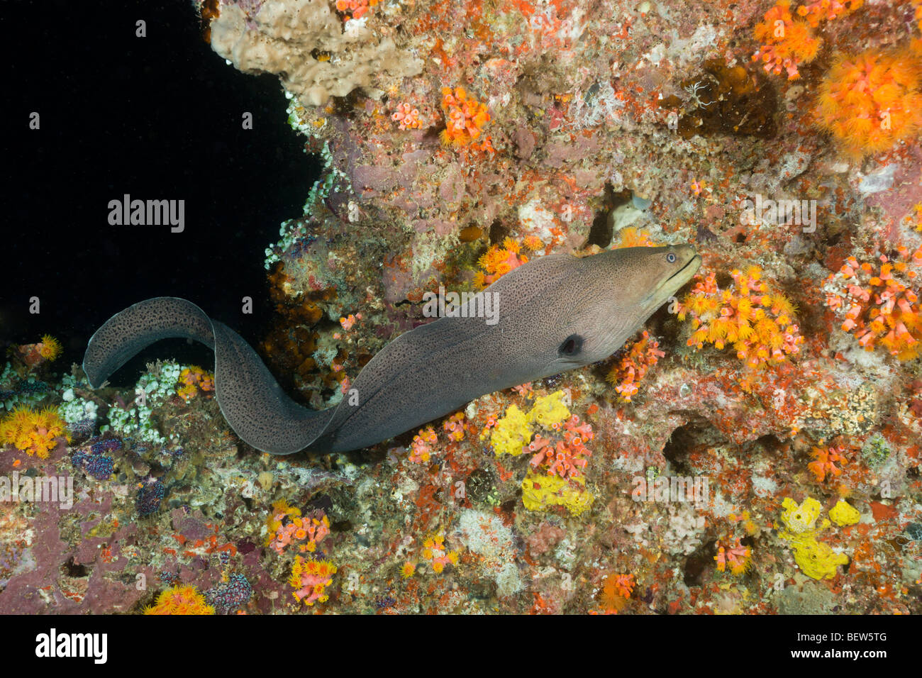 Giant Moray Jagd bei Nacht, Gymnothorax Javanicus, Maya Thila, Nord Ari Atoll, Malediven Stockfoto