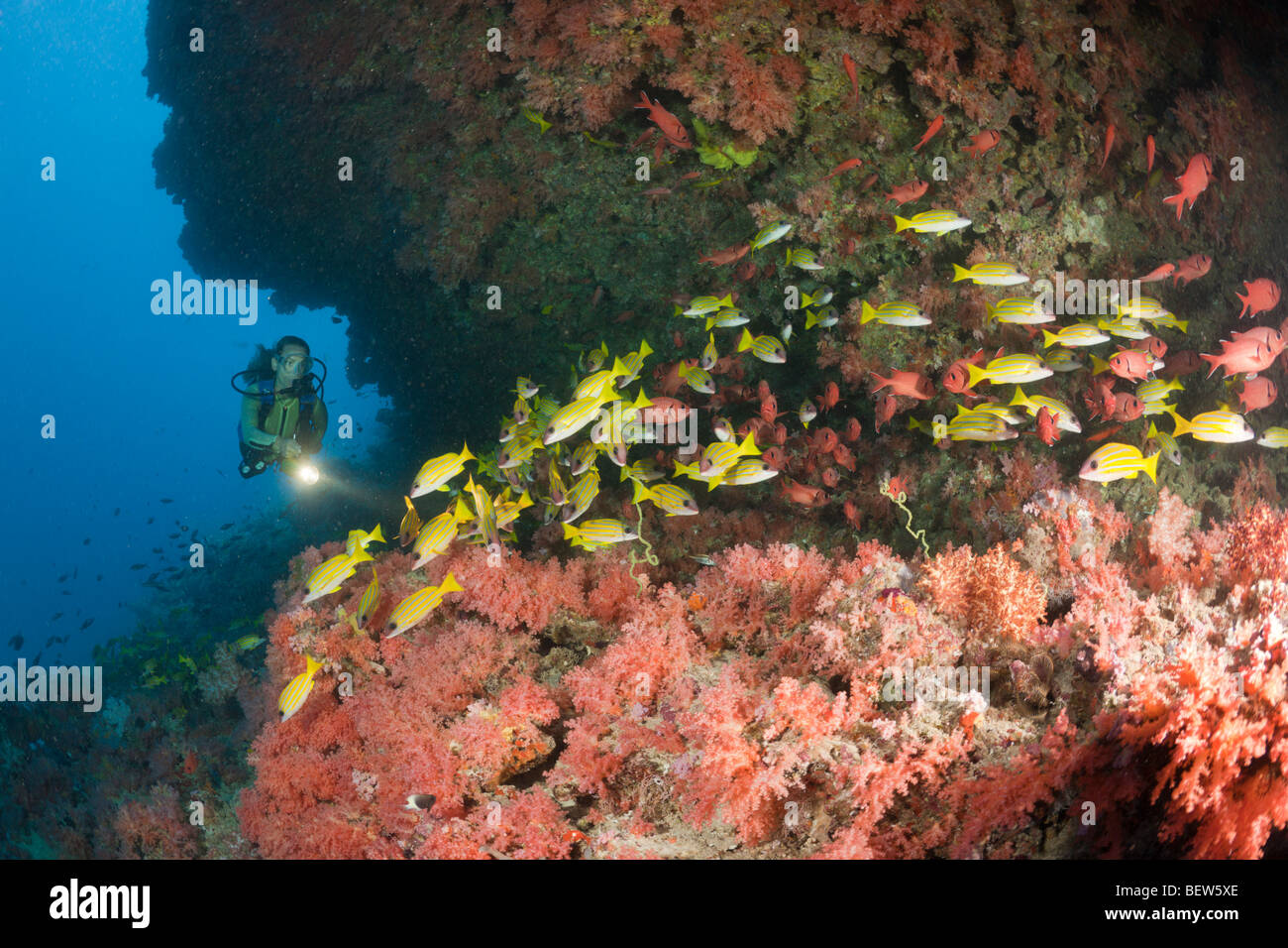 Taucher im Korallenriff, Himendhoo Thila, Nord Ari Atoll, Malediven Stockfoto