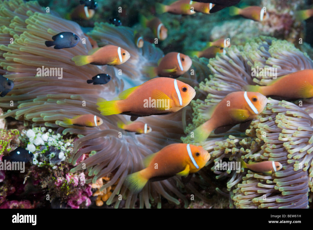 Malediven Anemonenfischen in prächtigen Anemone, Amphiprion Nigripes, Heteractis Magnifica, Nord Ari Atoll, Malediven Stockfoto