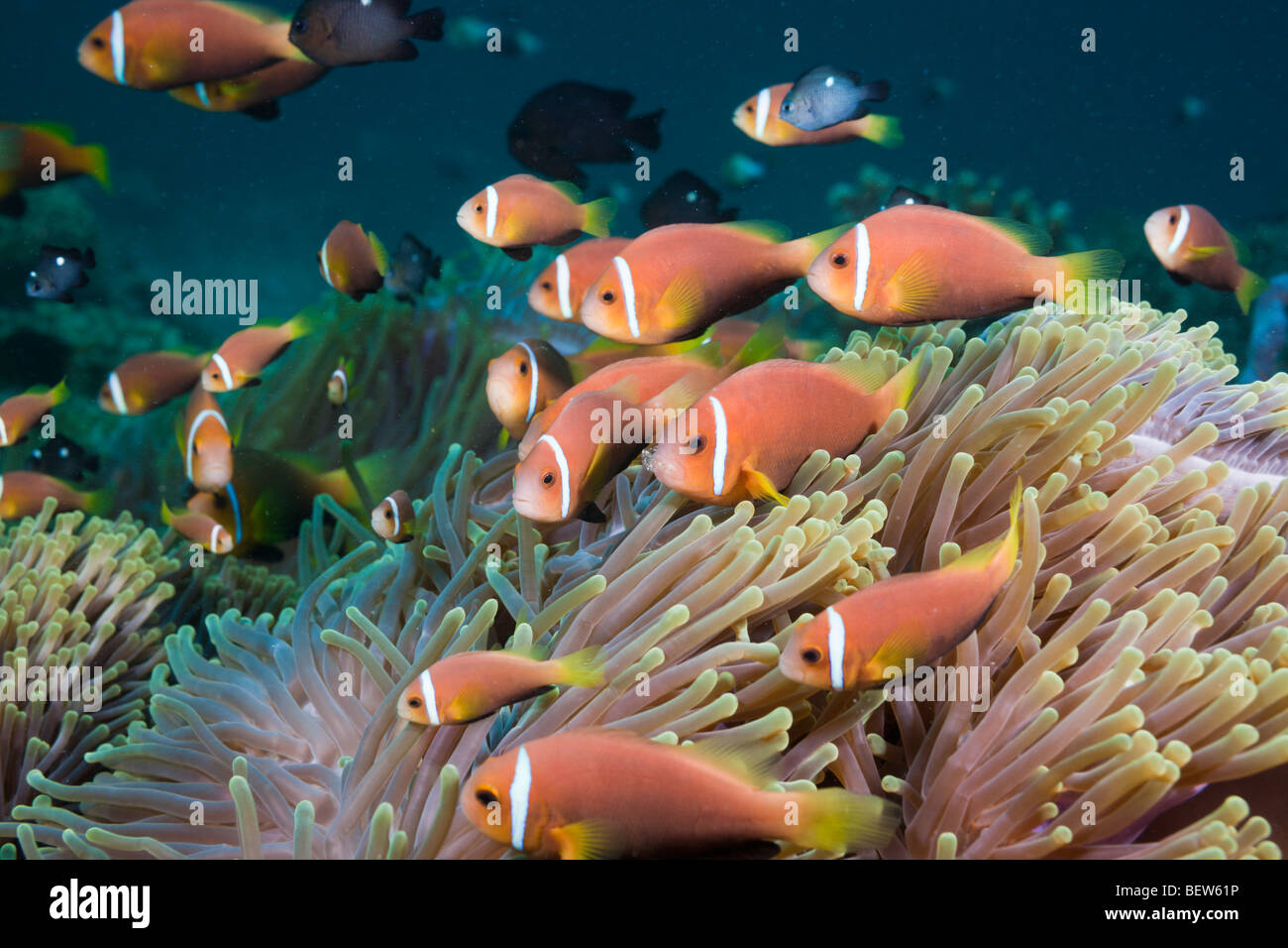 Malediven Anemonenfischen in prächtigen Anemone, Amphiprion Nigripes, Heteractis Magnifica, Nord Ari Atoll, Malediven Stockfoto
