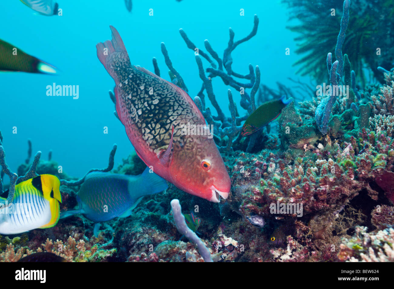 Coralfishes am Korallenriff, Nord Ari Atoll, Malediven Stockfoto