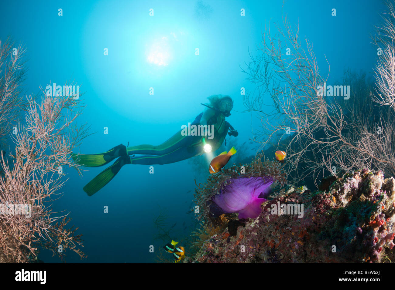 Malediven Anemonenfischen und Taucher, Amphiprion Nigripes, Maya Thila, Nord Ari Atoll, Malediven Stockfoto