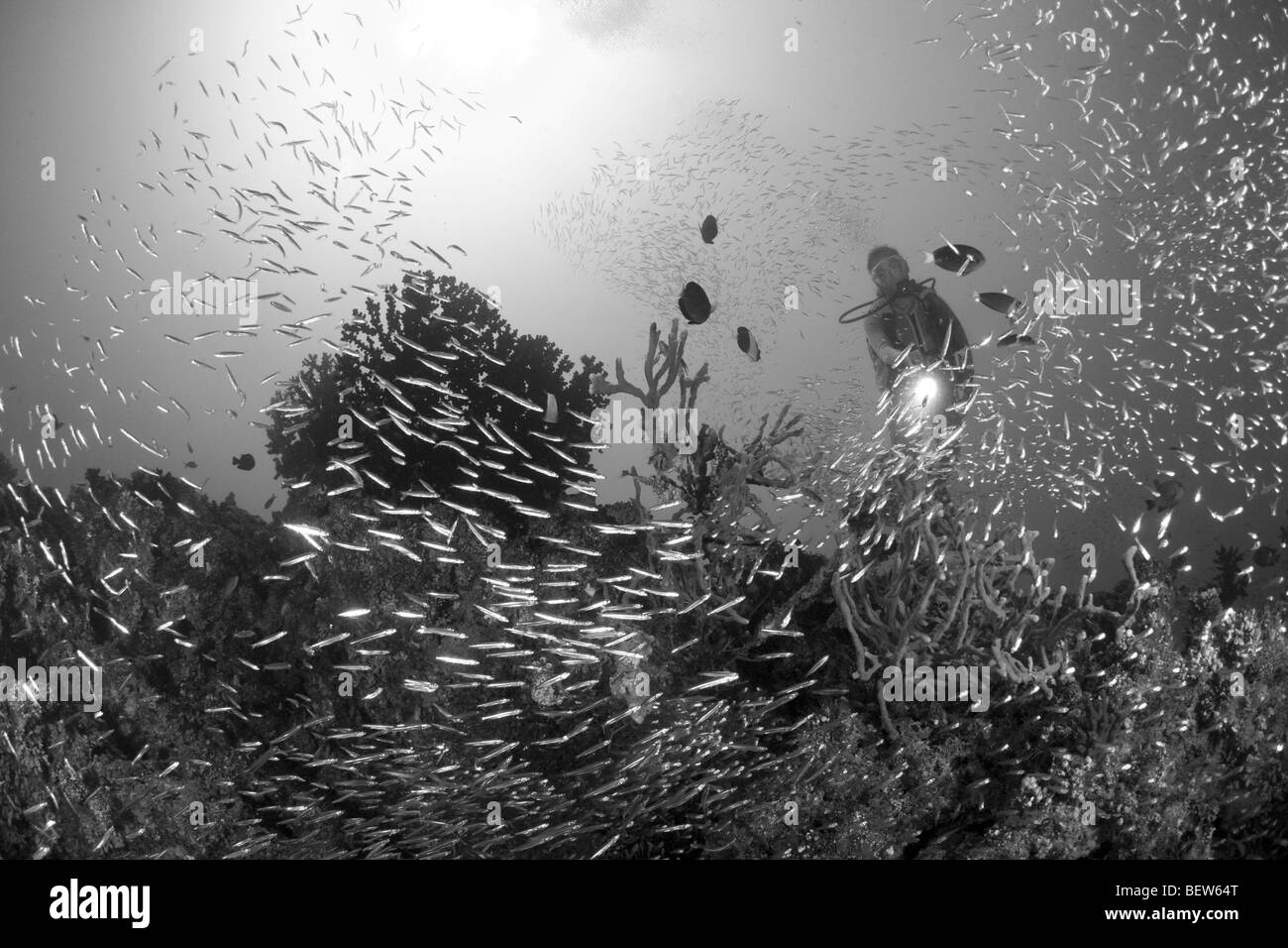 Korallenriff mit Zwerg Kehrmaschinen, beginnt SP., Maya Thila, Nord Ari Atoll, Malediven Stockfoto