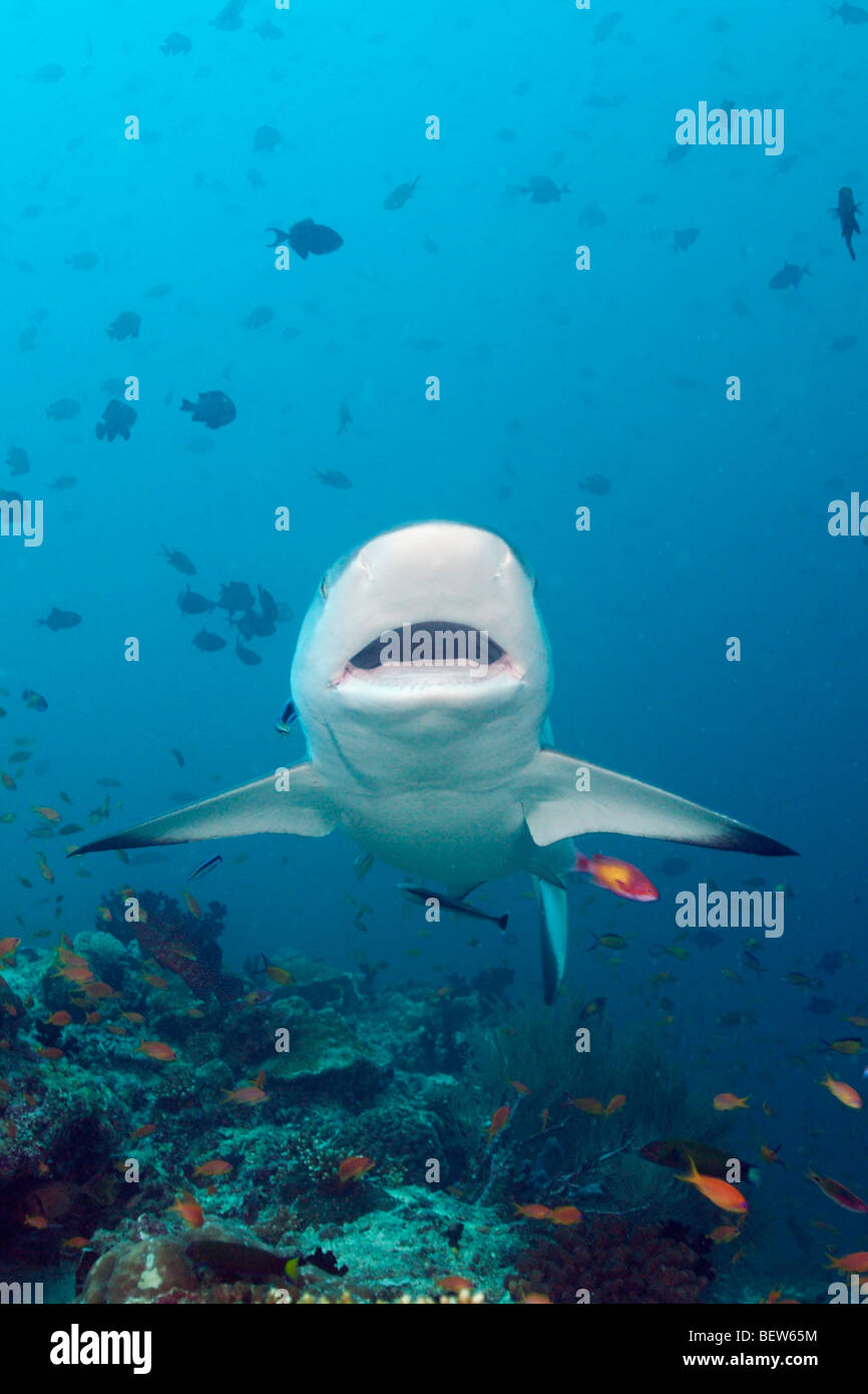 Graue Riffhaie mit offenem Mund, Carcharhinus Amblyrhynchos, Hafsaa Thila, Nord Ari Atoll, Malediven Stockfoto