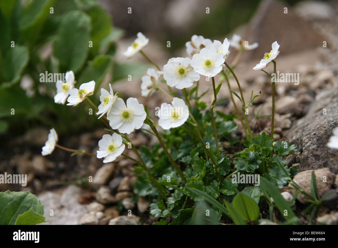 Alpine Crowfoot in den italienischen Dolomiten Stockfoto