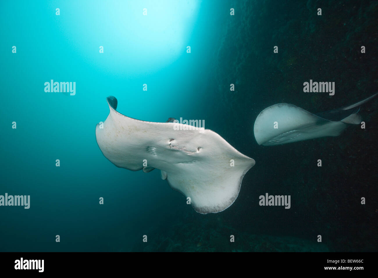 Gestromt Fantail Stingray, Taeniura Meyeni, Ellaidhoo Hausriff, Nord Ari Atoll, Malediven Stockfoto