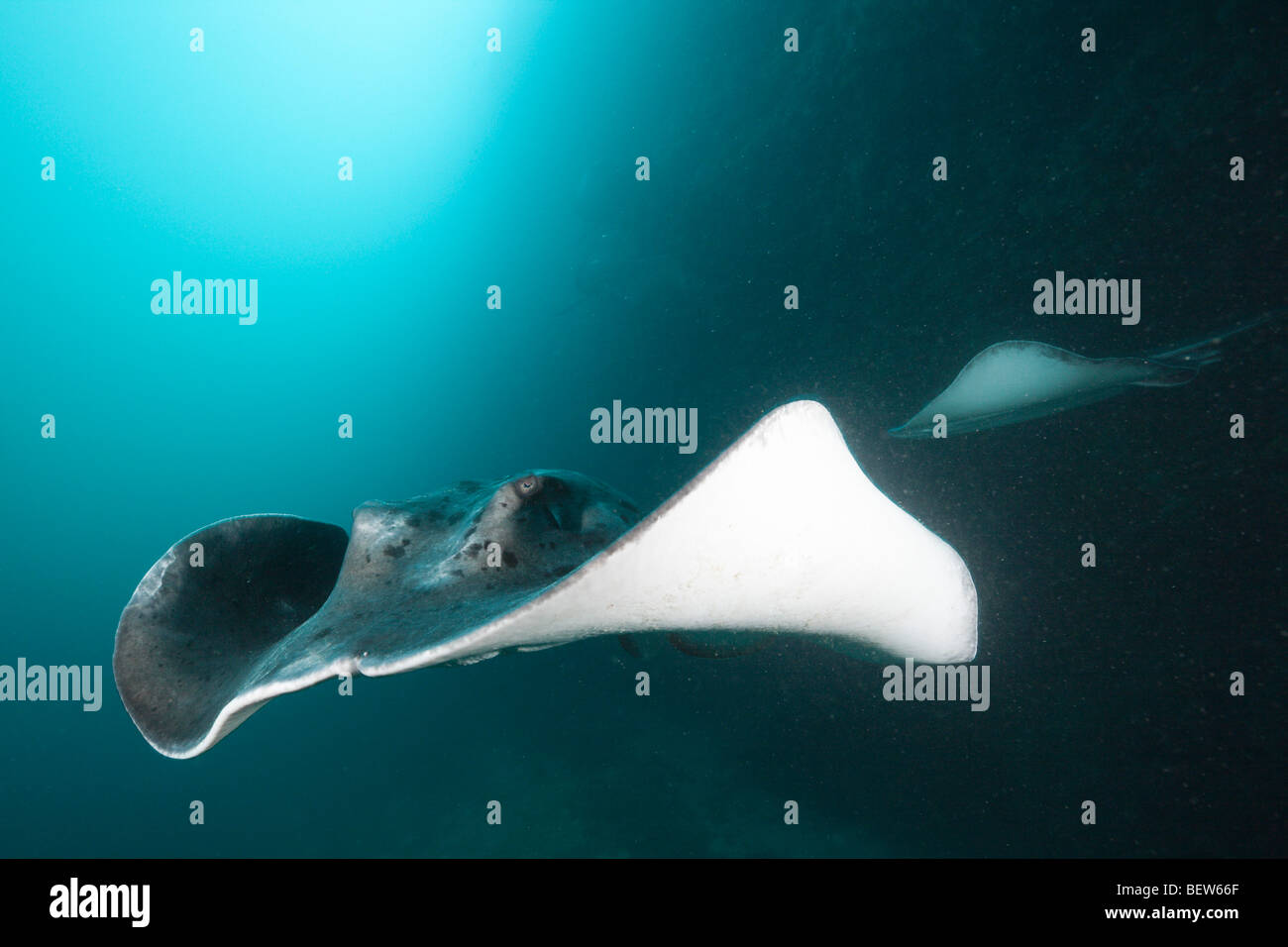 Gestromt Fantail Stingray, Taeniura Meyeni, Ellaidhoo Hausriff, Nord Ari Atoll, Malediven Stockfoto
