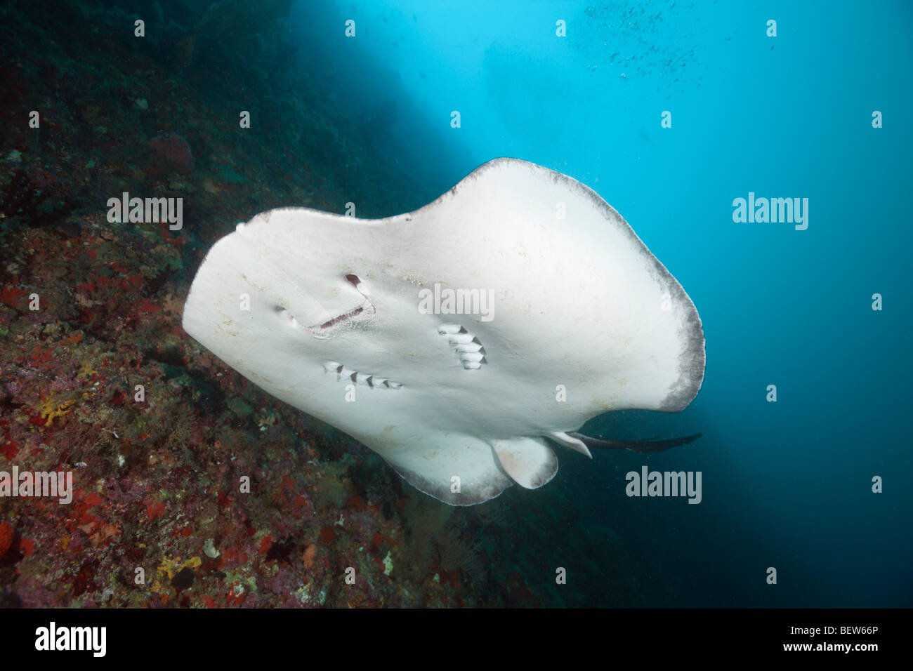 Blackspotted Stingray, Taeniura Meyeni, Ellaidhoo Hausriff, Nord Ari Atoll, Malediven Stockfoto