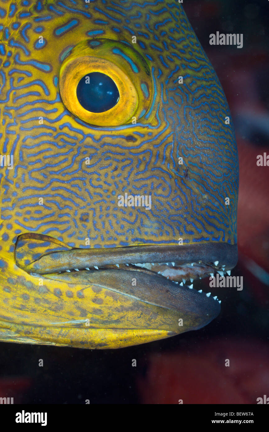 Black und White Snapper, Macolor Macularis, Ellaidhoo Hausriff, Nord Ari Atoll, Malediven Stockfoto