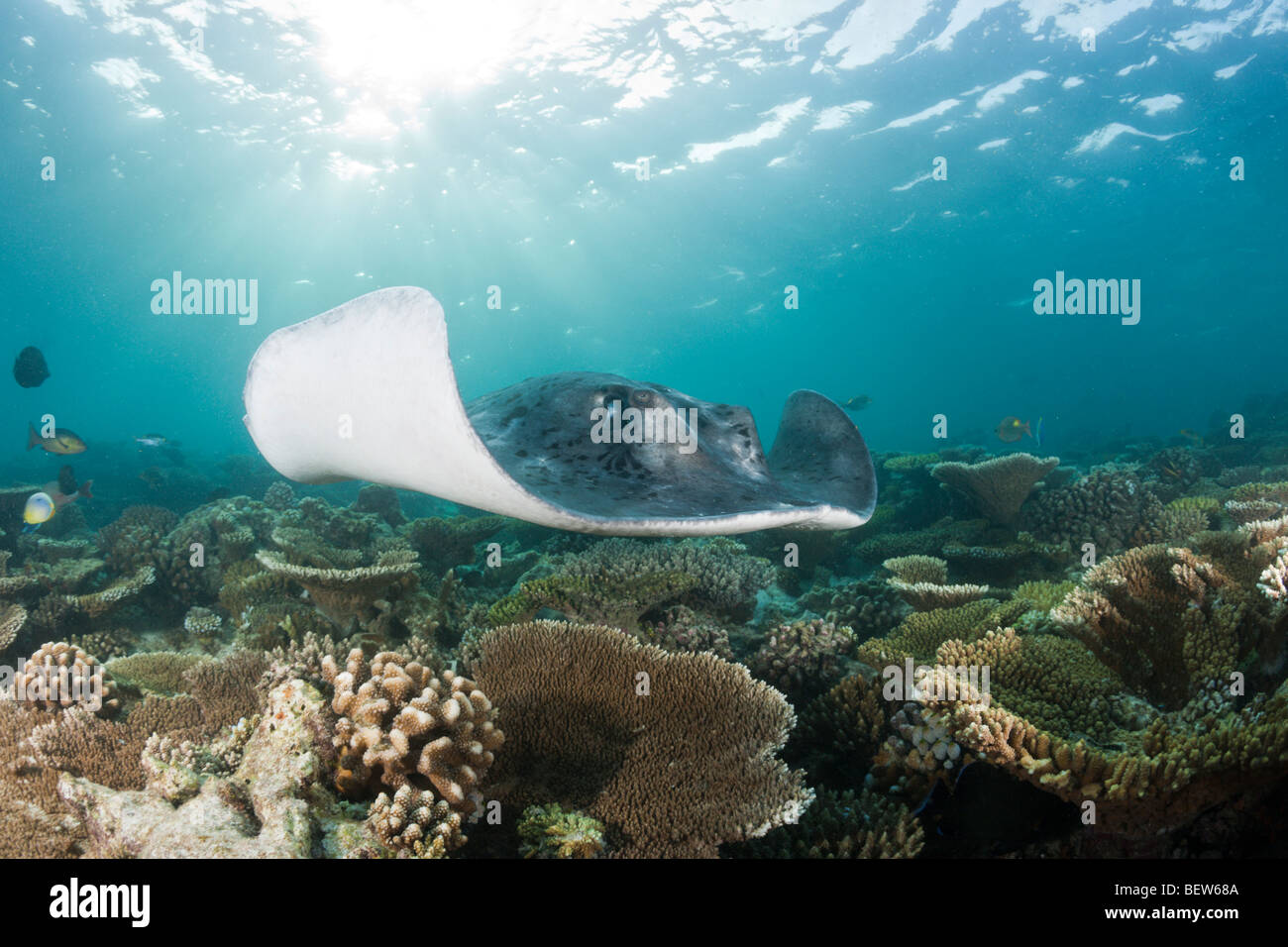 Blackspotted Stingray, Taeniura Meyeni, Ellaidhoo Hausriff, Nord Ari Atoll, Malediven Stockfoto