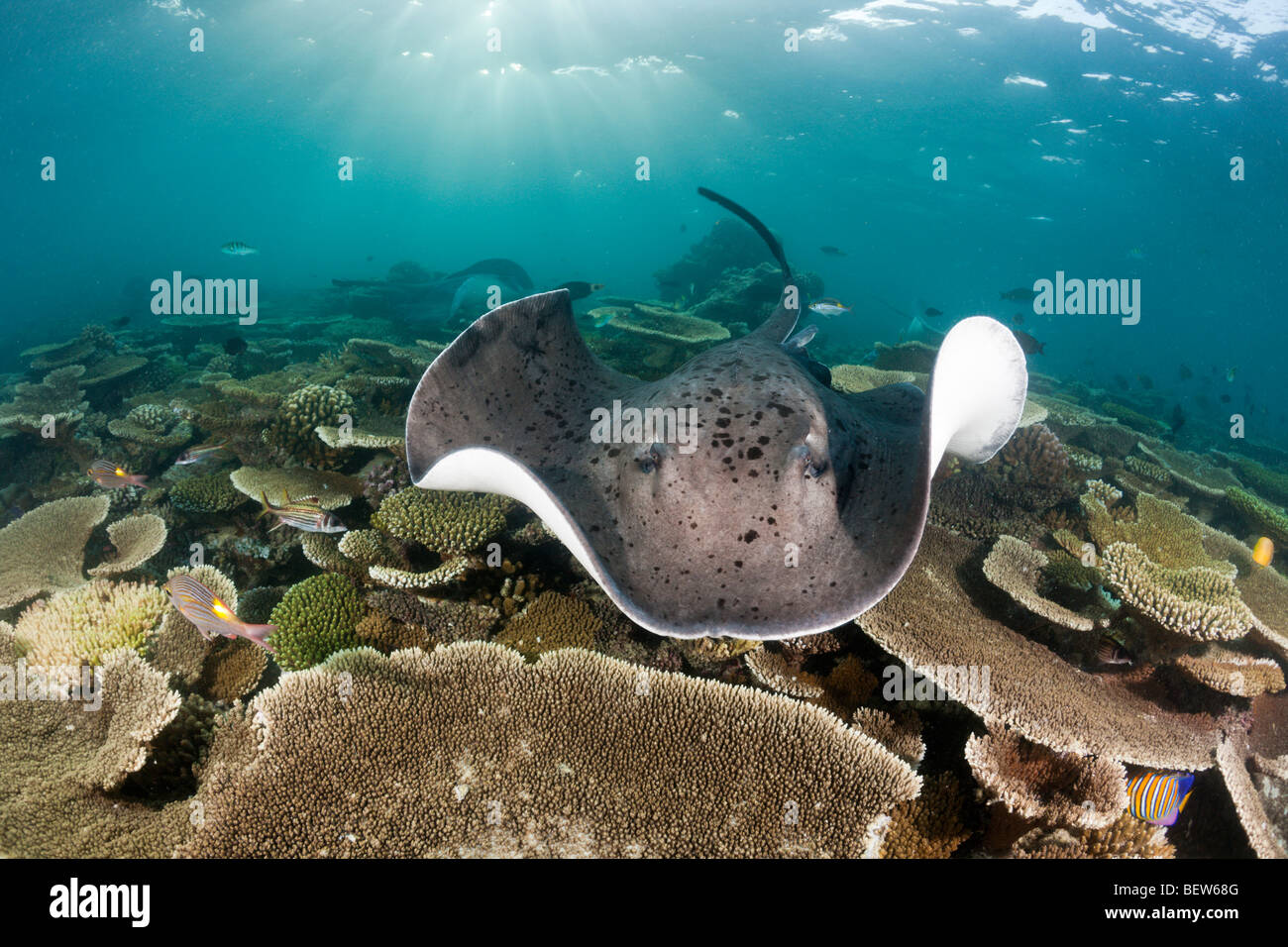 Blackspotted Stingray, Taeniura Meyeni, Ellaidhoo Hausriff, Nord Ari Atoll, Malediven Stockfoto