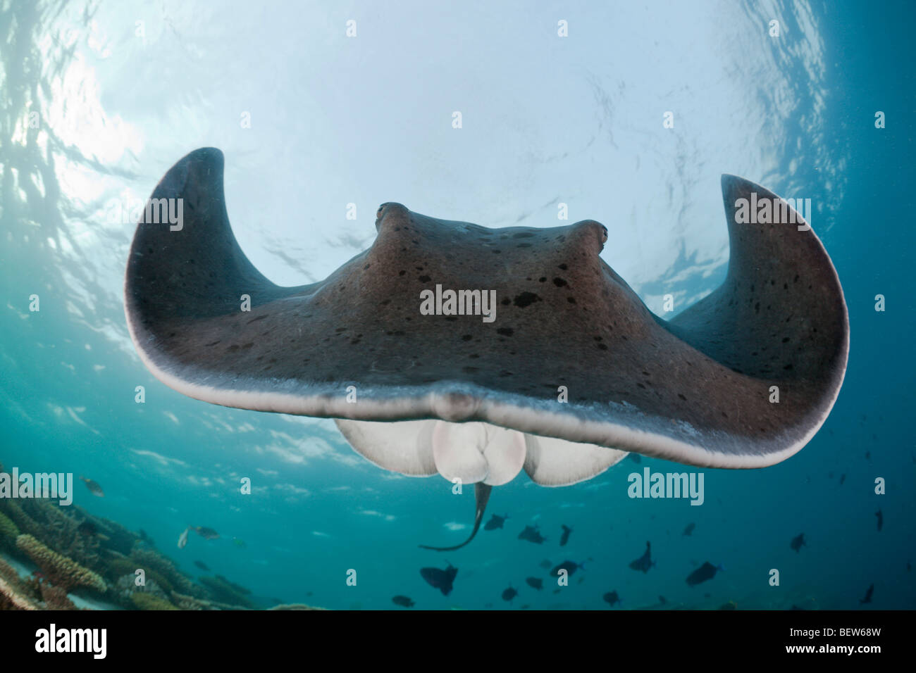 Blackspotted Stingray, Taeniura Meyeni, Ellaidhoo Hausriff, Nord Ari Atoll, Malediven Stockfoto