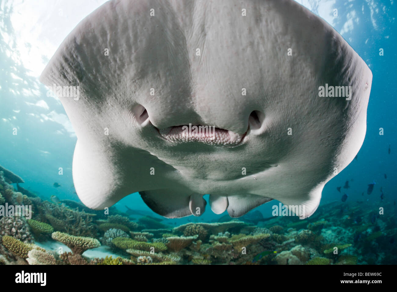 Blackspotted Stingray, Taeniura Meyeni, Ellaidhoo Hausriff, Nord Ari Atoll, Malediven Stockfoto