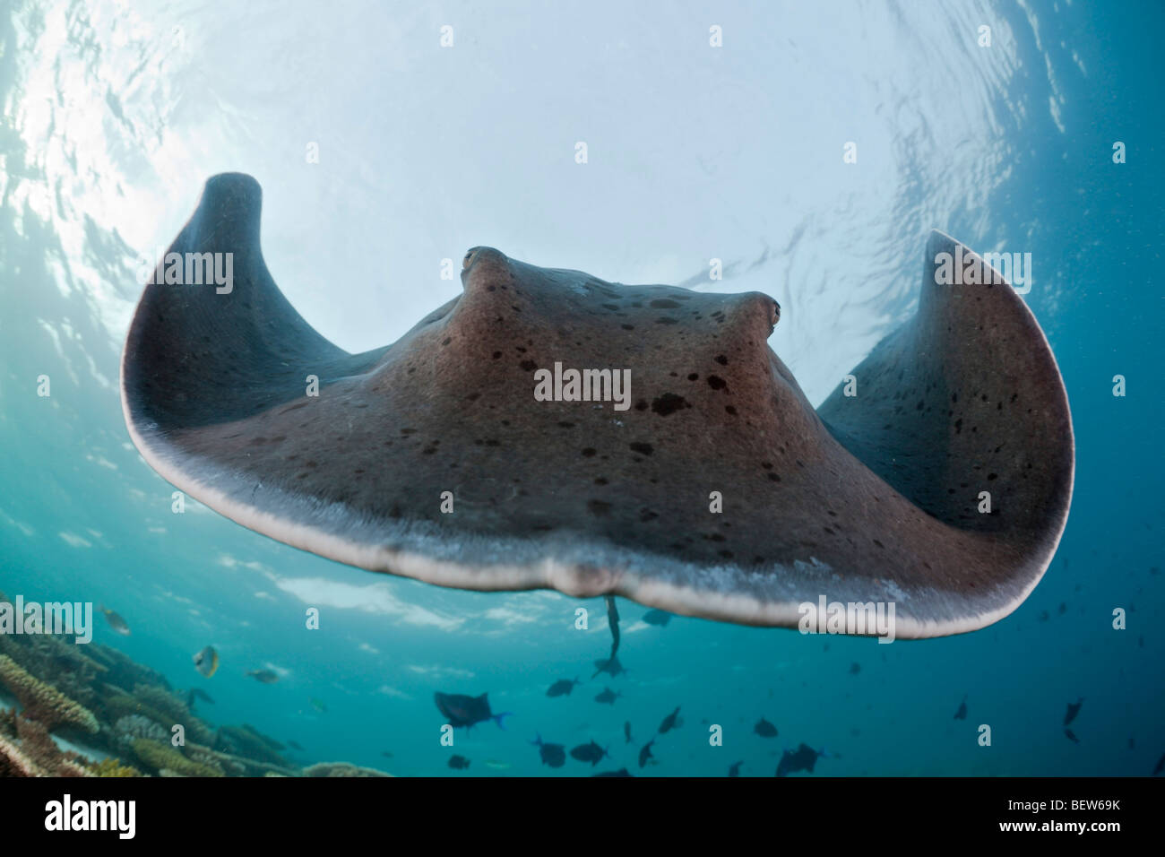 Blackspotted Stingray, Taeniura Meyeni, Ellaidhoo Hausriff, Nord Ari Atoll, Malediven Stockfoto