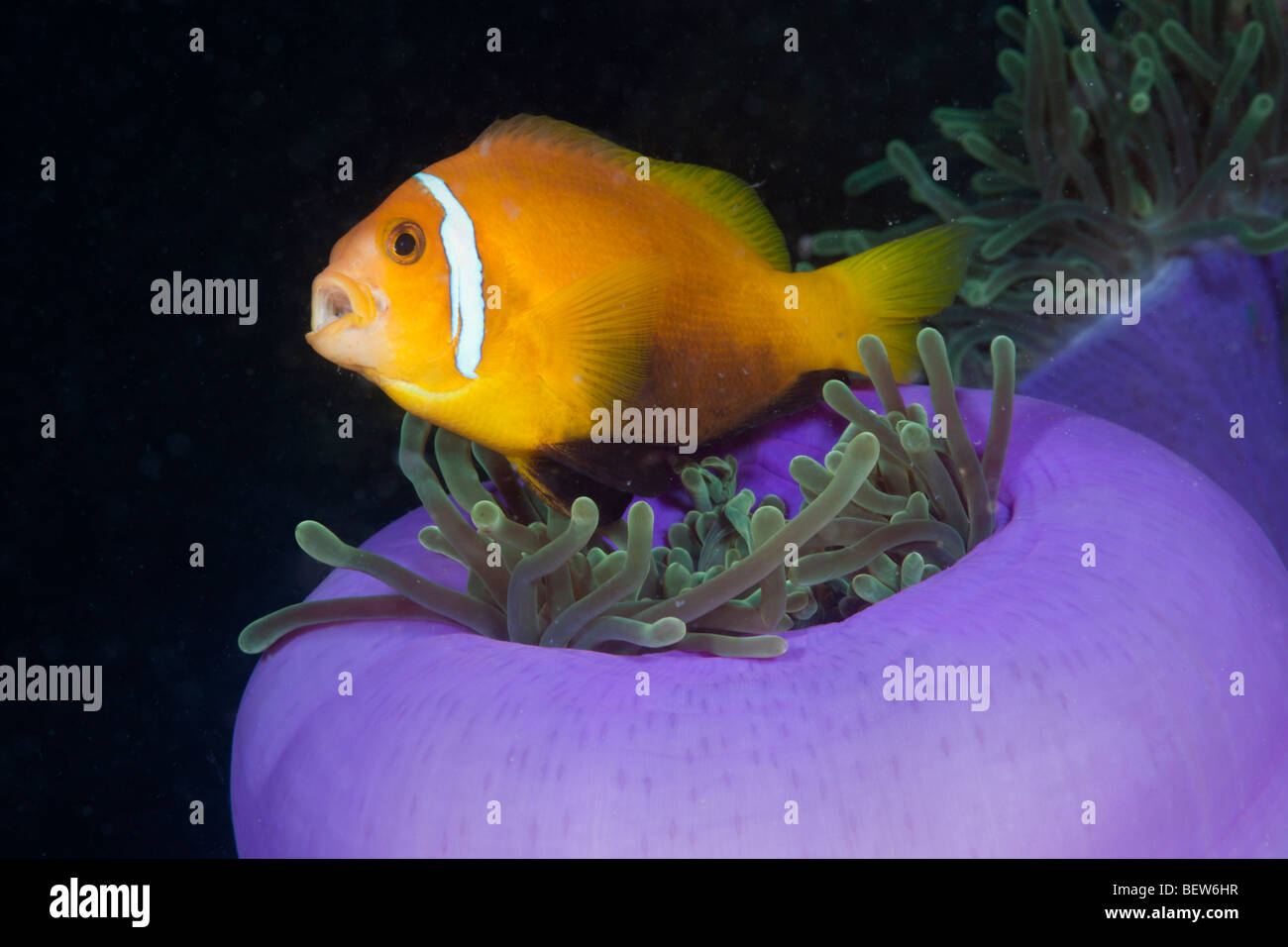 Malediven Anemonenfischen prächtigen Anemone Amphiprion Nigripes Heteractis Magnifica Süd Male Atoll Malediven Symbiose Stockfoto