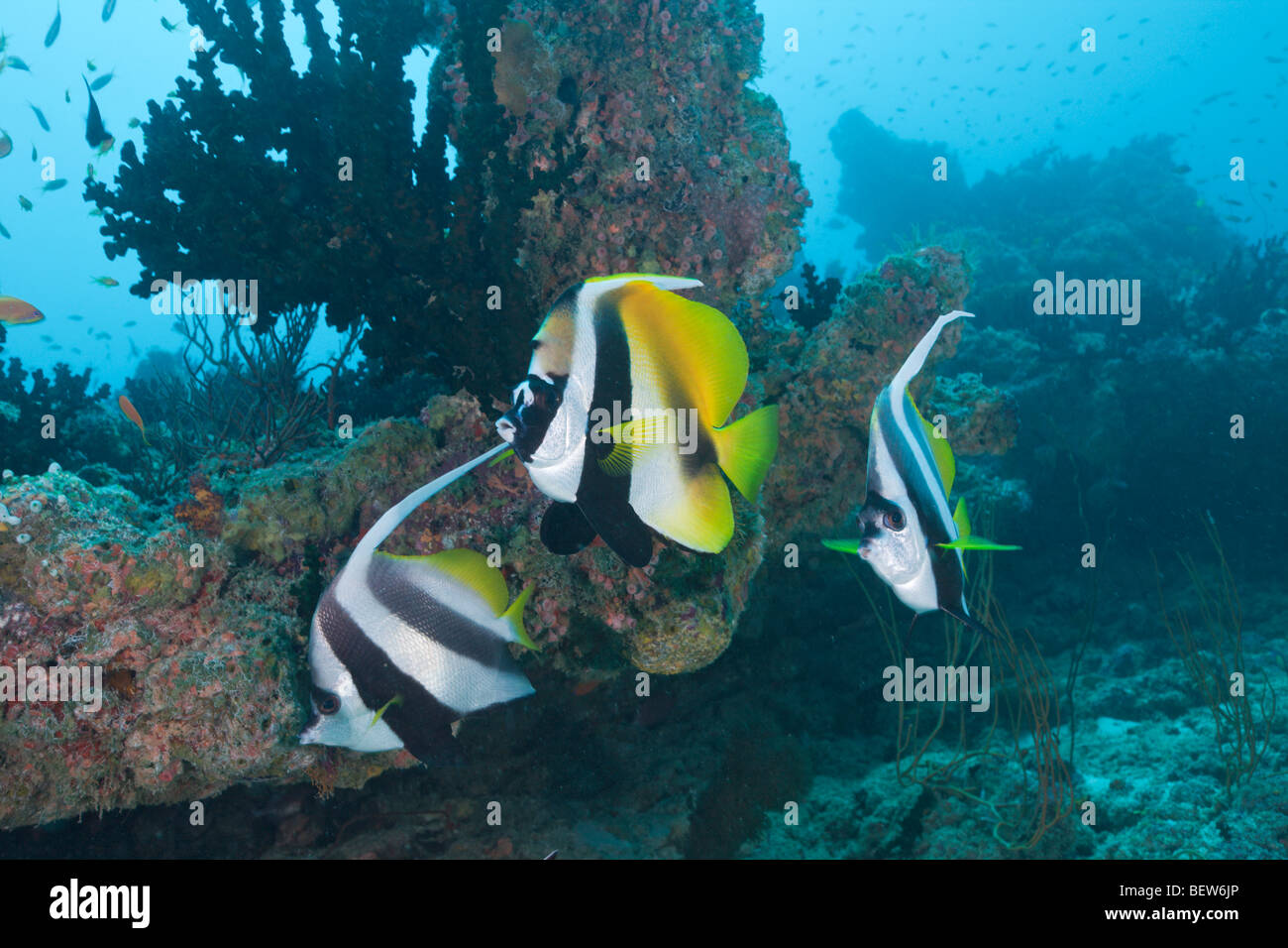 Longfin Bannerfish und maskierten Bannerfish Heniochus Acuminatus Heniochus Monoceros, Kandooma Höhlen, Süd Male Atoll, Malediven Stockfoto