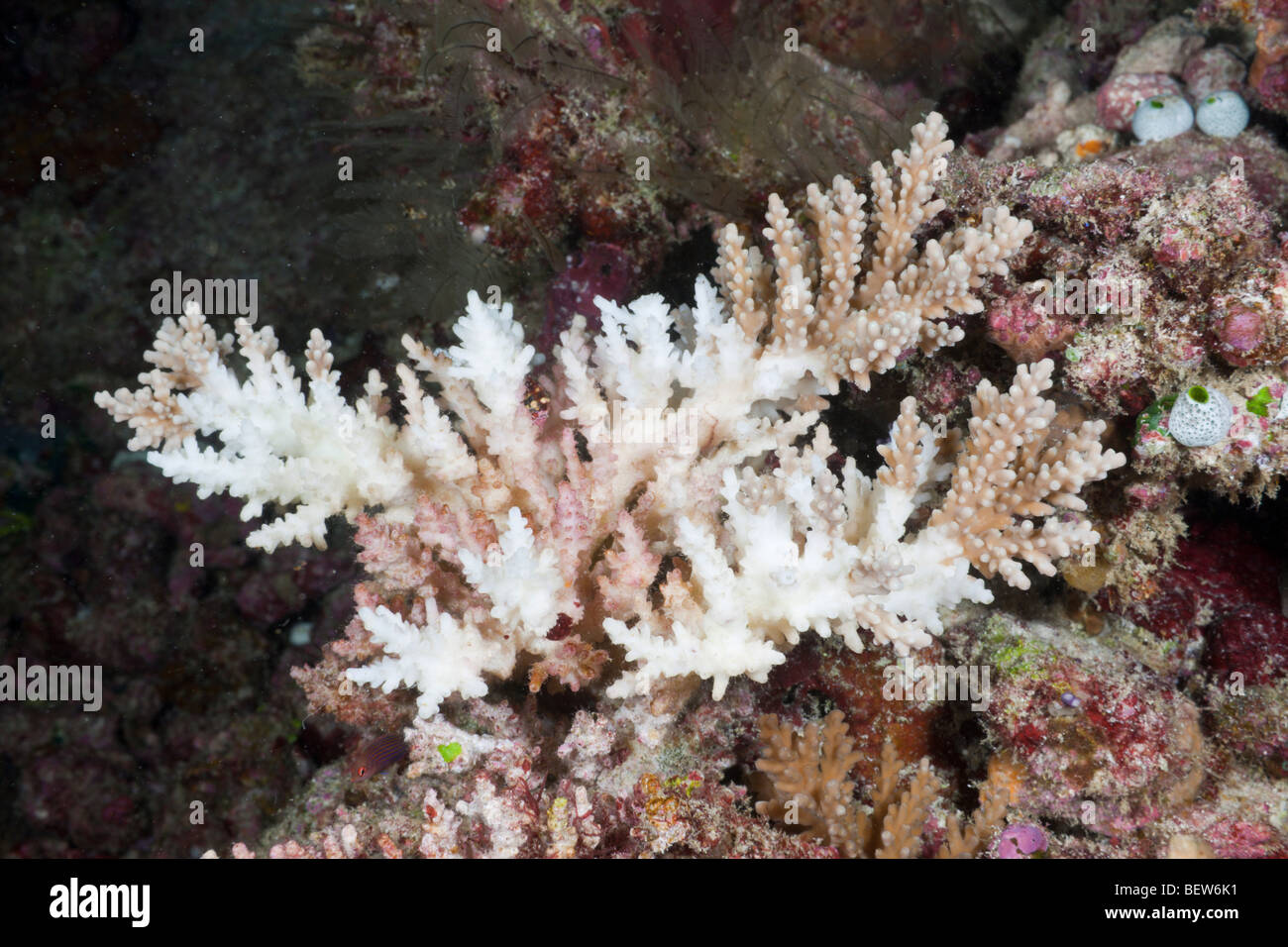 Gebleicht verzweigte Korallen, Acropora SP., Süd Male Atoll, Malediven Stockfoto