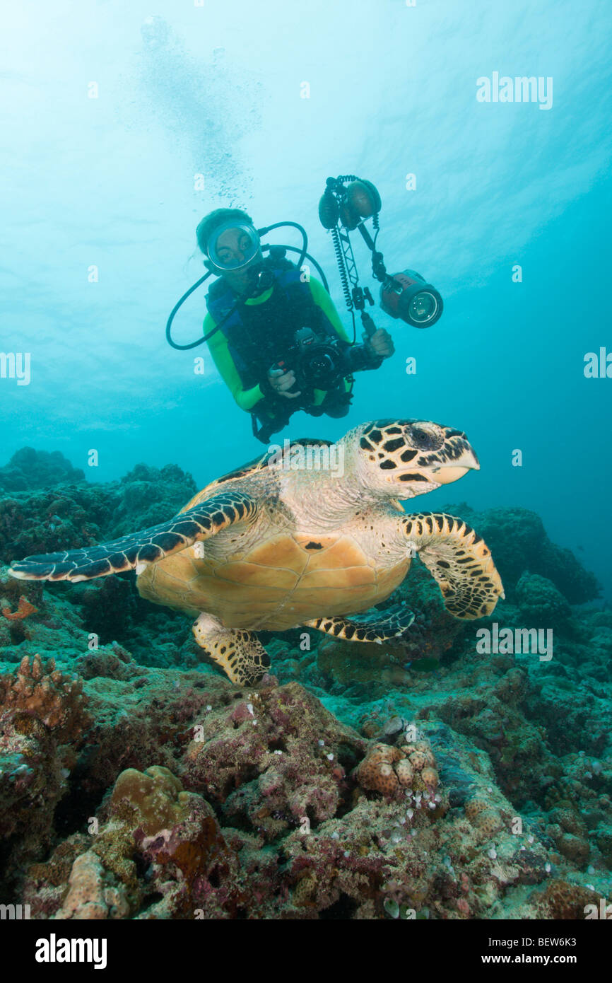 Taucher und Hawksbill Turtle, Eretmochelys Imbricata, Kandooma Höhlen, Süd Male Atoll, Malediven Stockfoto