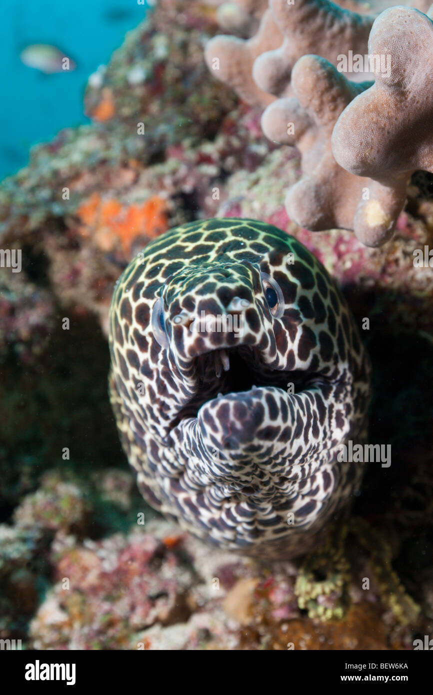 Honeycomb Moray, Gymnothorax Favagineus, Kandooma Höhlen, Süd Male Atoll, Malediven Stockfoto