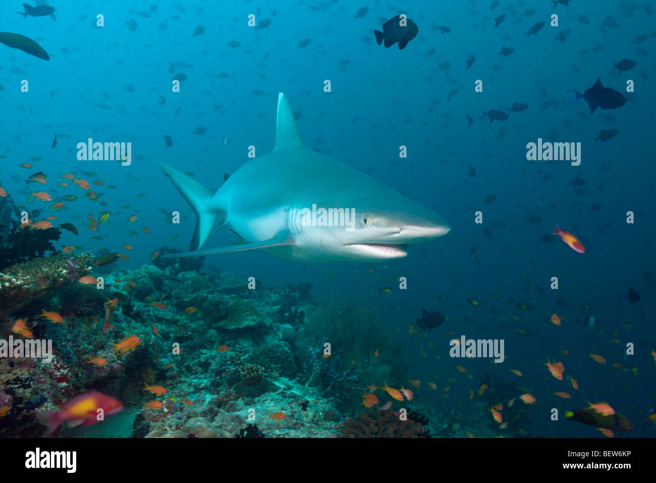 Graue Riffhaie, Carcharhinus Amblyrhynchos, Guraidhoo Kanal, Süd Male Atoll, Malediven Stockfoto