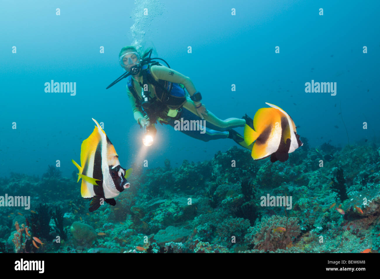 Maskiert Bannerfish und Taucher, Heniochus Monoceros, Kandooma Thila, Süd Male Atoll, Malediven Stockfoto