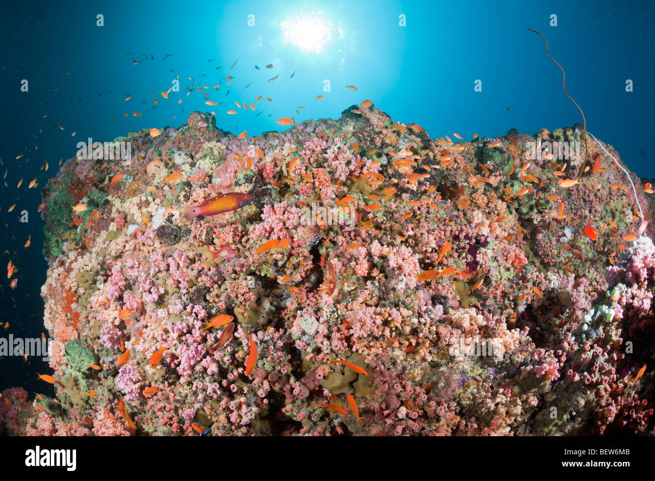 Korallenfische im bunten Riff, Kandooma Thila, Süd Male Atoll, Malediven Stockfoto