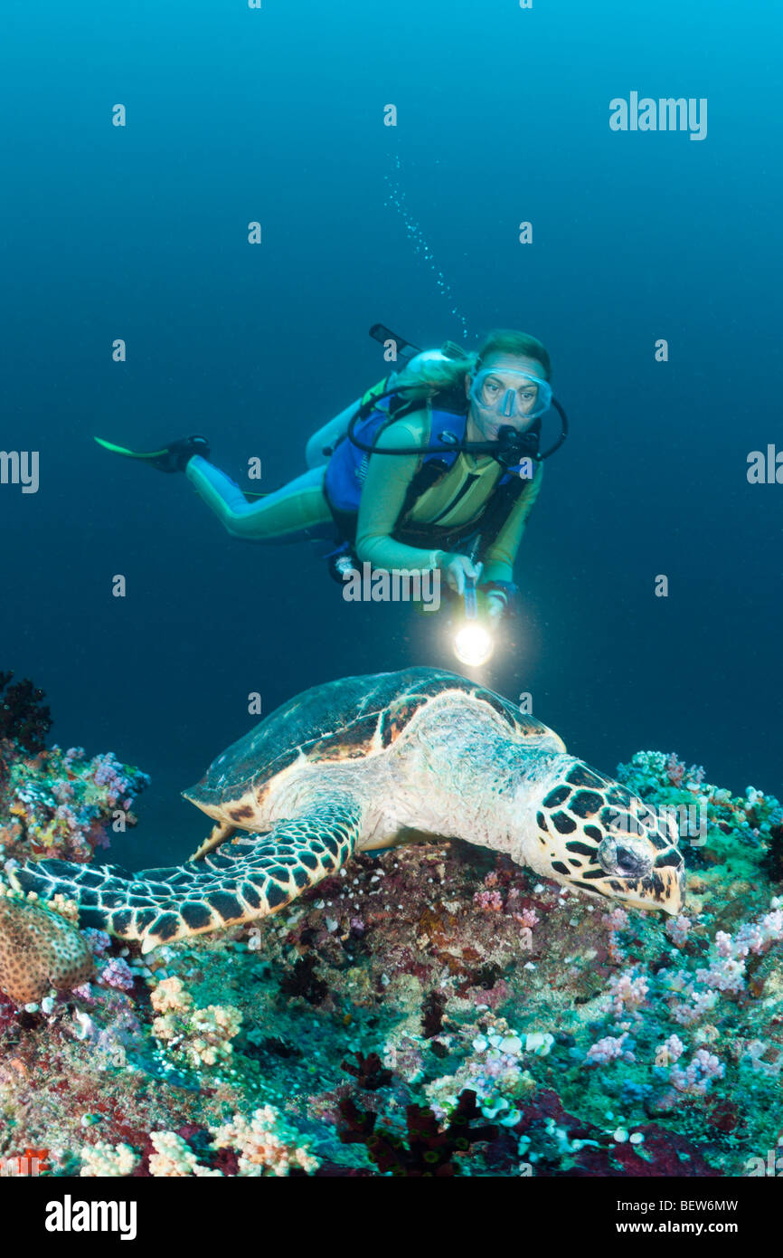 Hawksbill Schildkröten und Taucher, Eretmochelys Imbricata, Kandooma Thila, Süd Male Atoll, Malediven Stockfoto