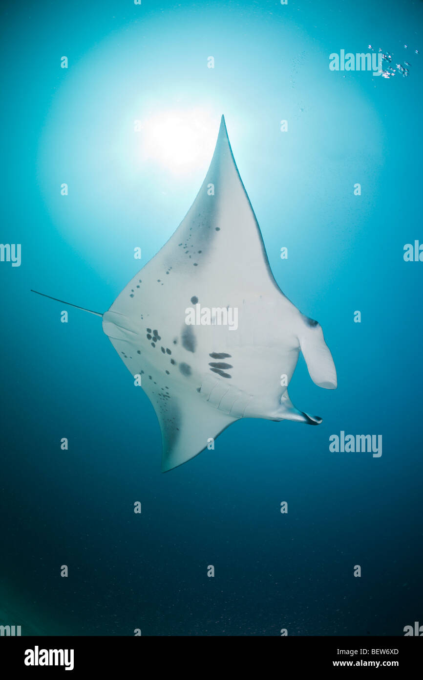 Manta Rochen, Manta Birostris, Kandooma Manta Point, Süd Male Atoll, Malediven Stockfoto