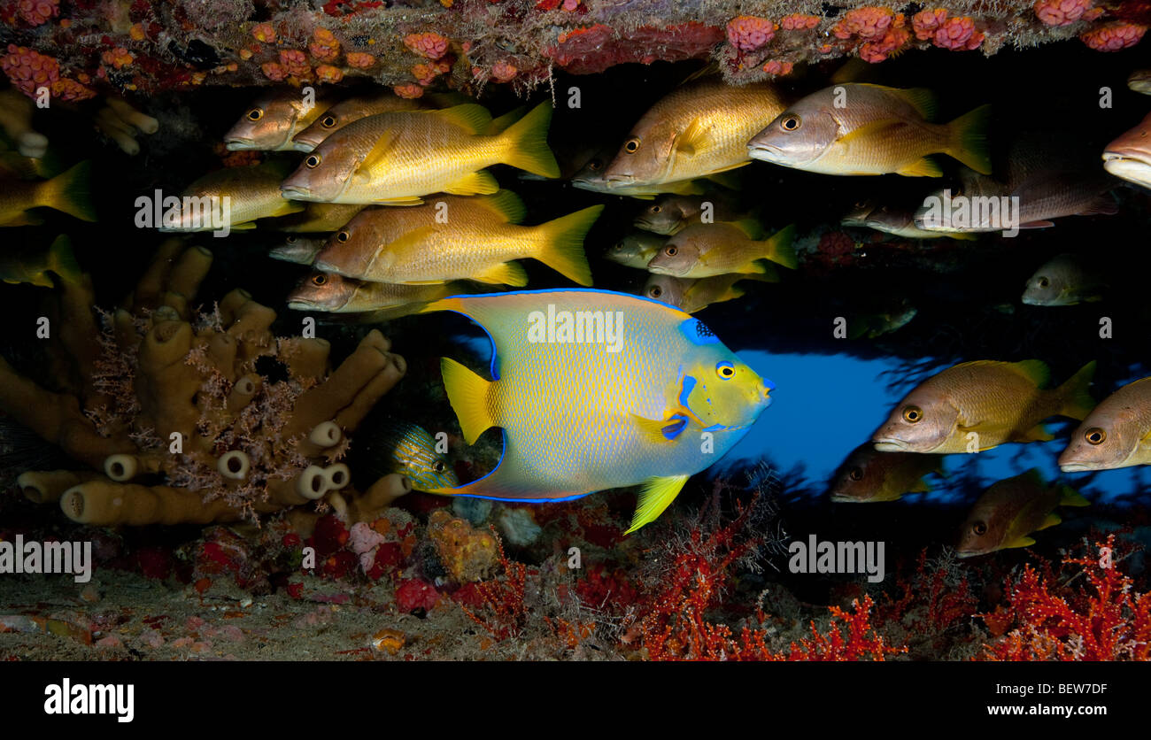 Fisch auf das Aquarius-Habitat Stockfoto