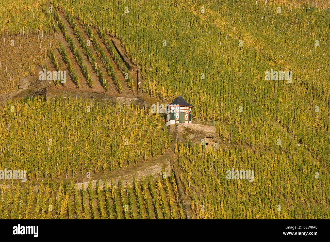 Einzelne Hütte im Weinberg, Bernkastel-Kues, Rheinland-Pfalz, Deutschland Stockfoto