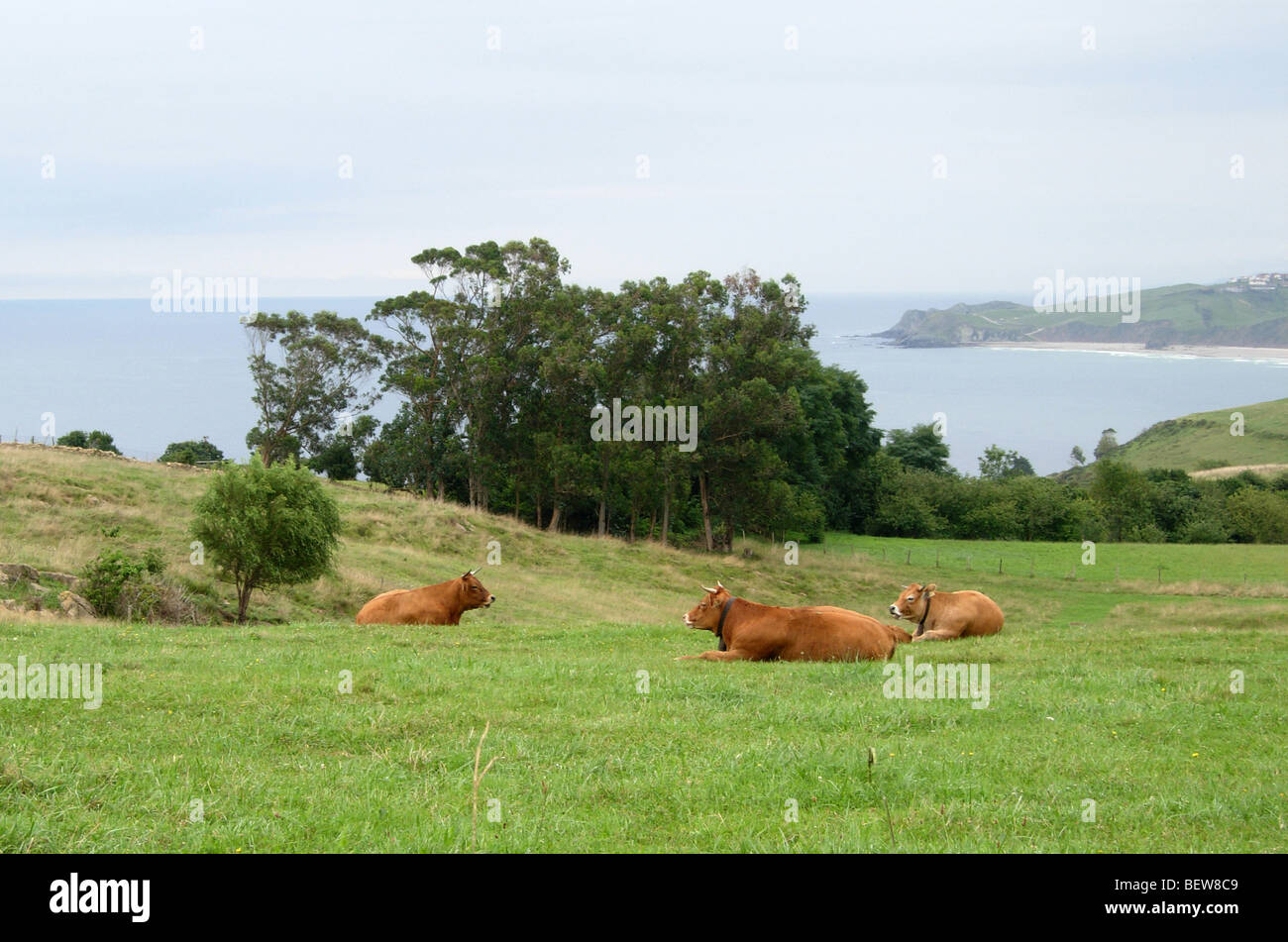 Kühe mit Glocken in den Bereichen Nordspanien Stockfoto