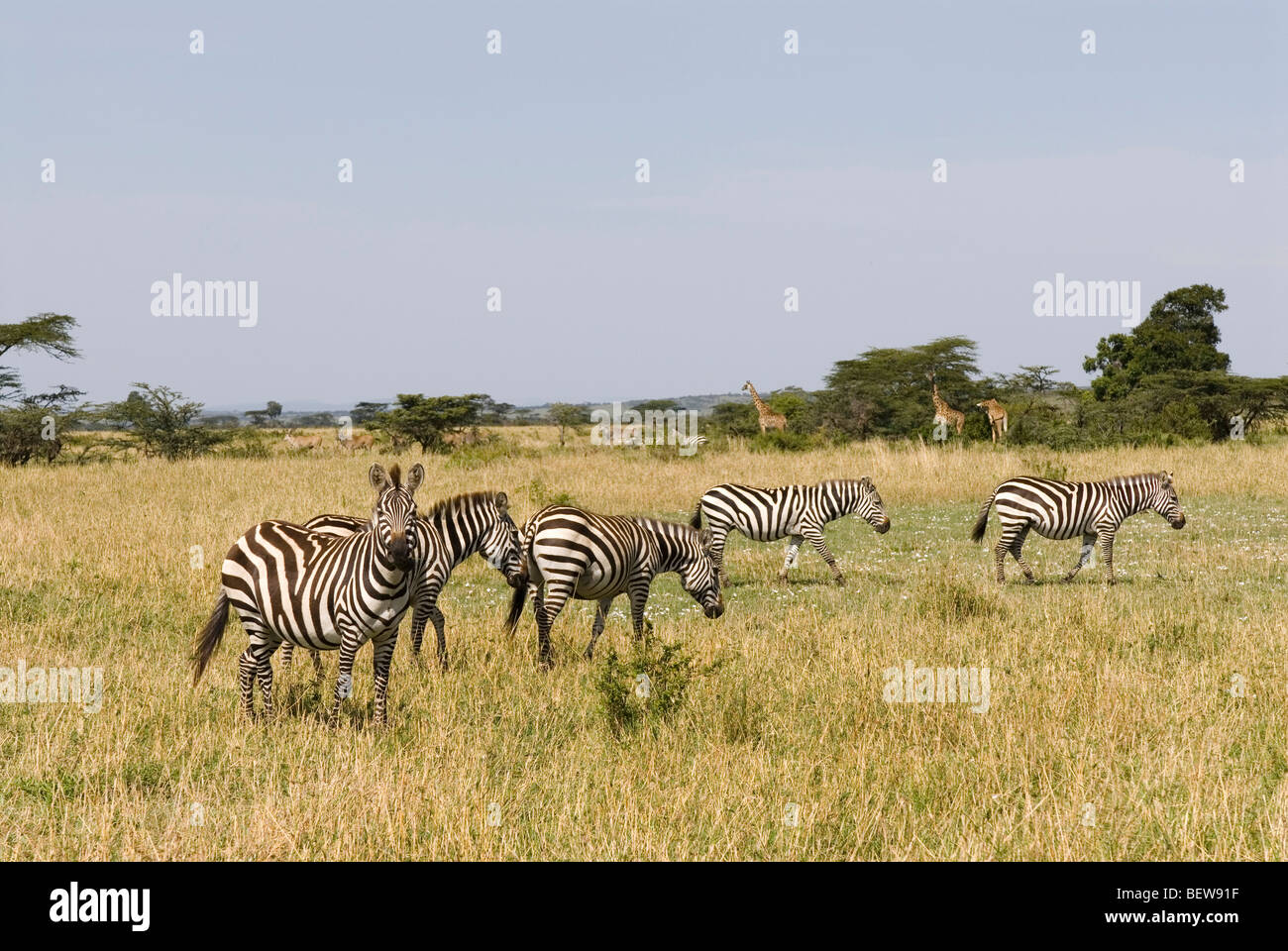 Herde von Ebenen Zebra (Equus Quagga) steht auf einer Wiese, Kenia, Afrika Stockfoto