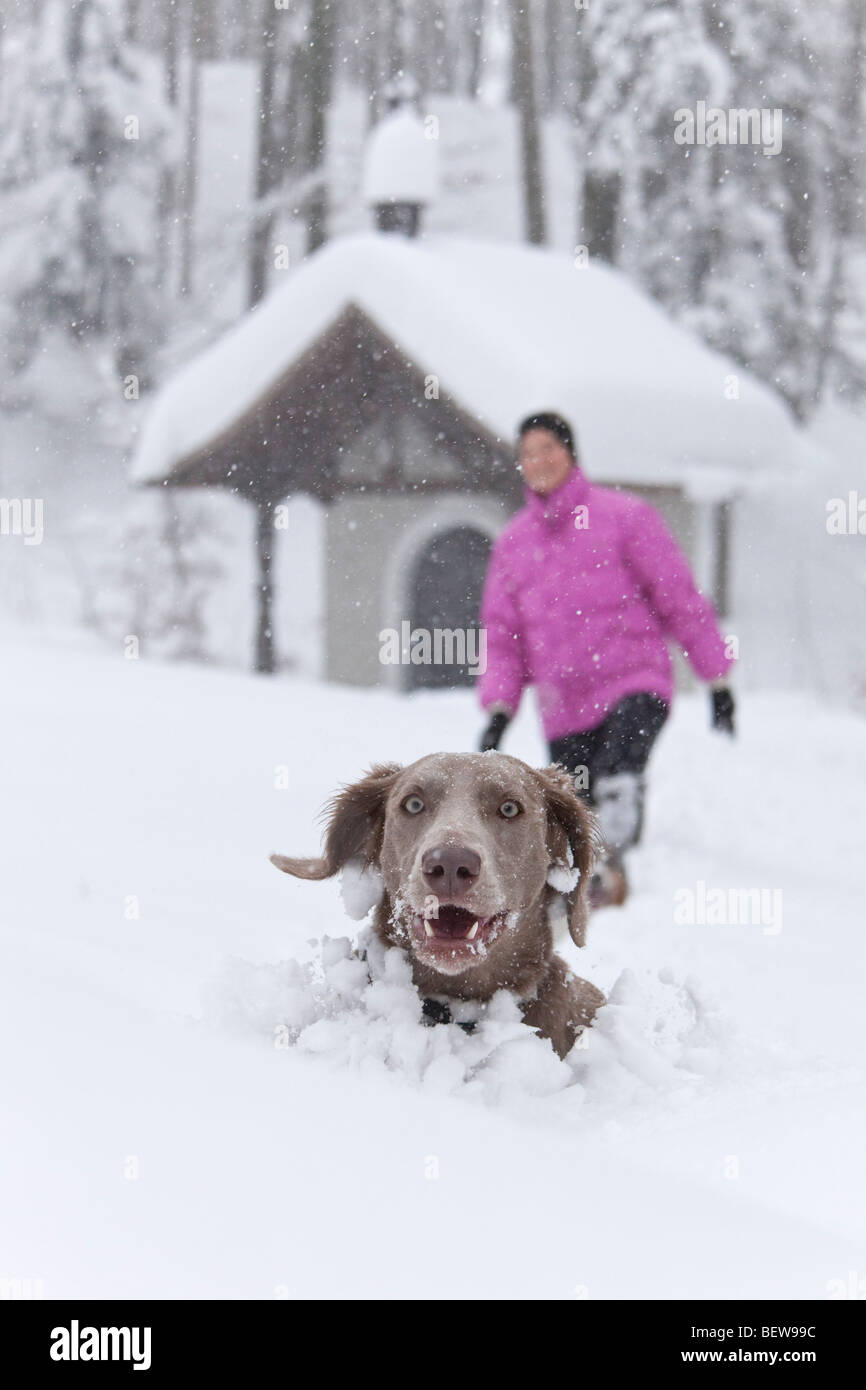 Hund, spähte aus tiefem Schnee, eine Person in den Hintergrund, Elsbethen, Salzburger Land, Österreich Stockfoto