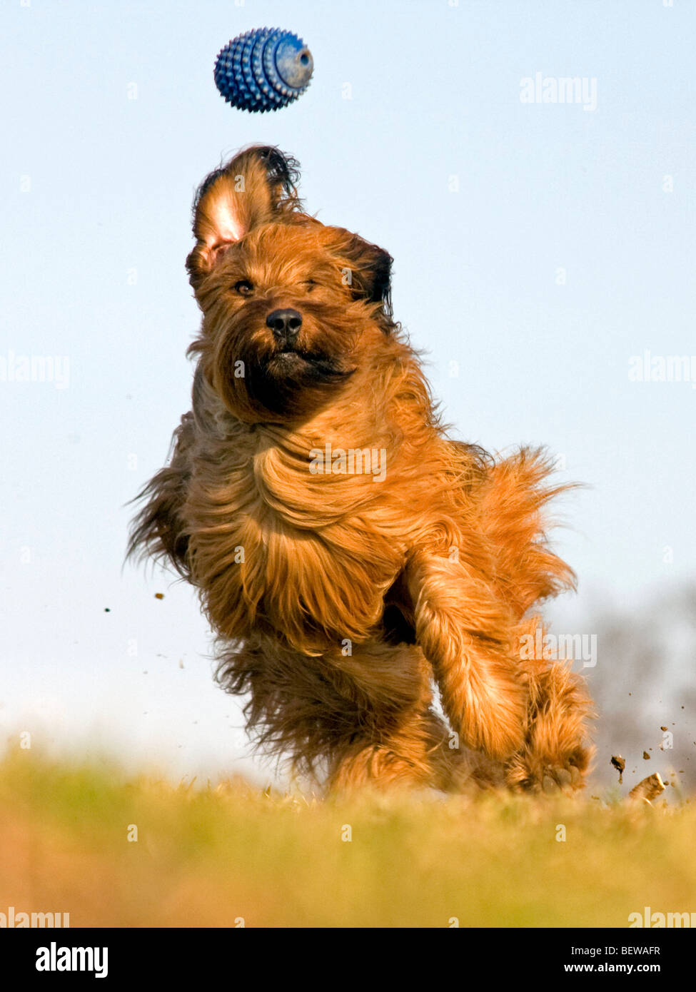 Berger de Briard Schuss ausgeführt, voll Stockfoto