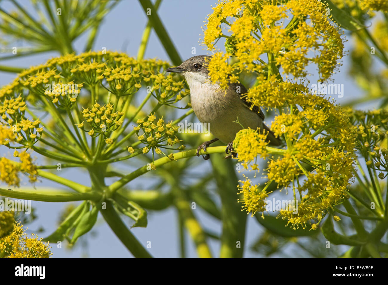 Lesser Whitethroat (Sylvia Curruca) inmitten von gelben Blüten sitzen Stockfoto