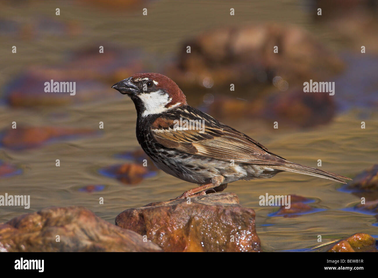 Spanische Sperling (Passer Hispaniolensis) sitzen auf Wasser Stein, Seitenansicht Stockfoto