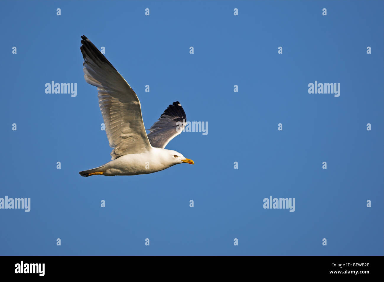 Mediterranean Yellow-legged Möve (Larus Michahellis) in der Luft, Seitenansicht Stockfoto