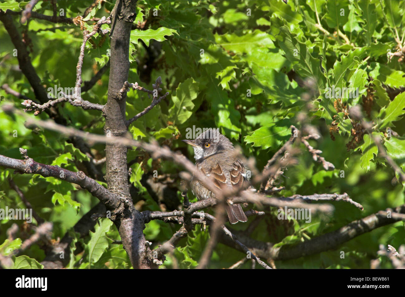 Barred Warbler (Sylvia Nisoria) sitzen in Eiche Stockfoto