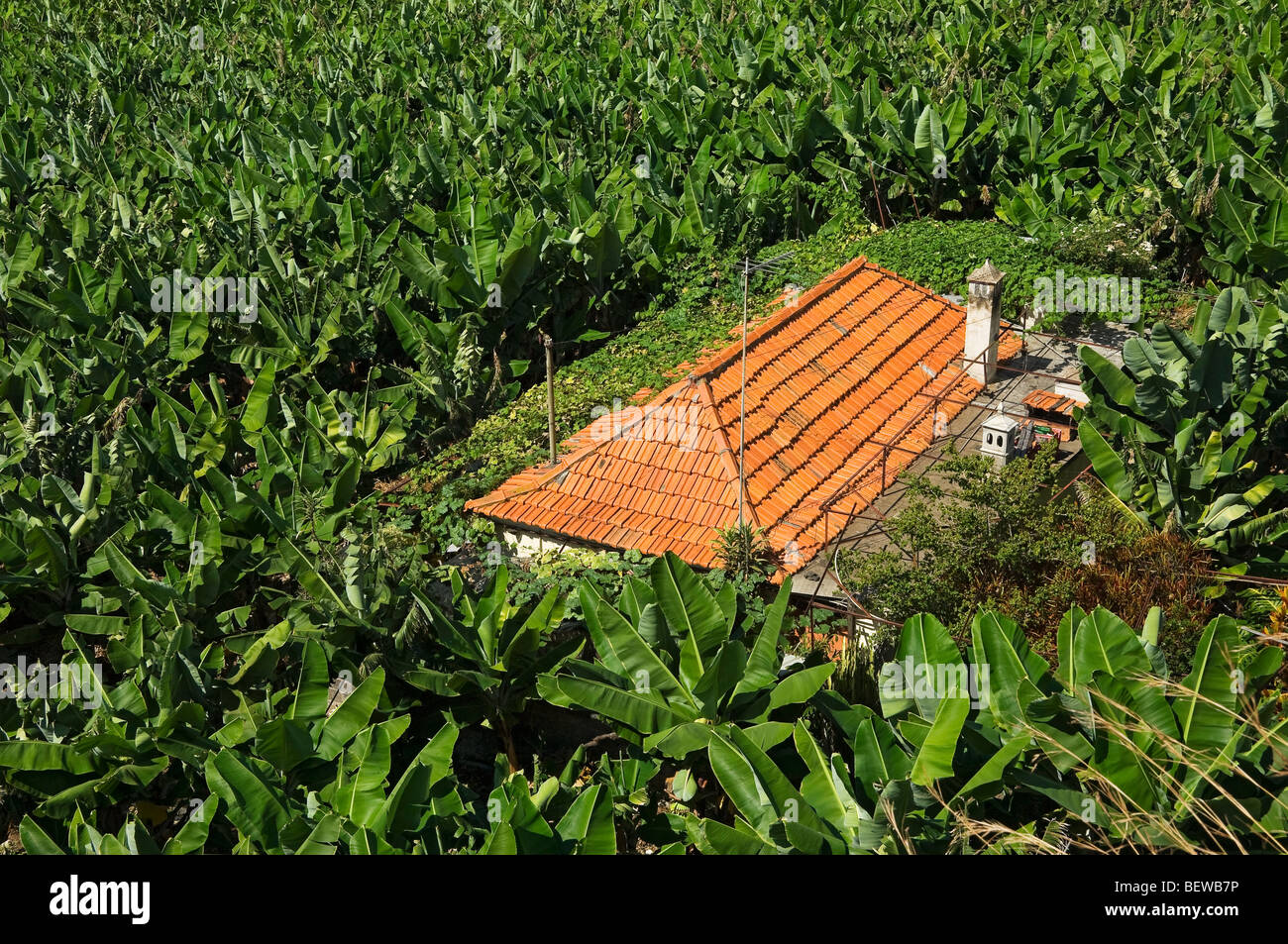 Home Haus Gebäude umgeben von Bananenpflanzen auf einer Bananenplantage Madeira Portugal EU Europa Stockfoto