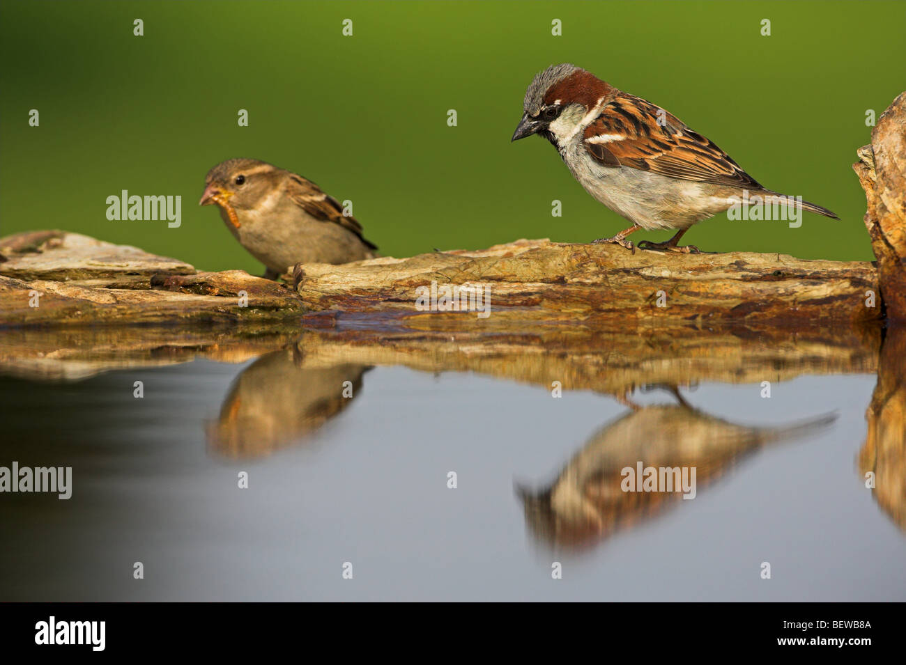 Paar Haussperlinge (Passer Domesticus) auf Tränke, Seitenansicht Stockfoto