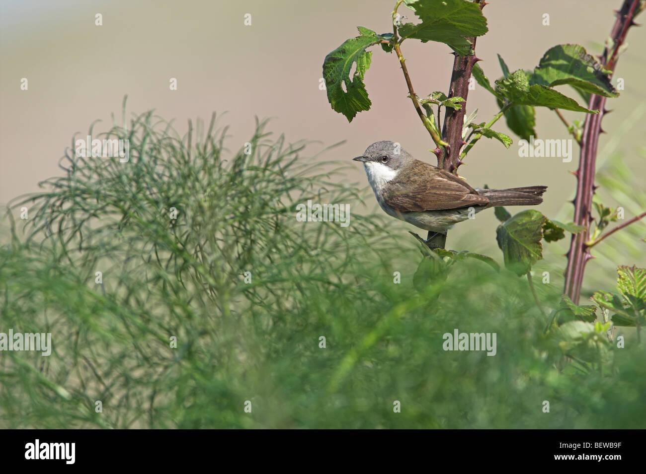 Lesser Whitethroat (Sylvia Curruca) sitzen auf Rubus Pflanze, Seitenansicht Stockfoto